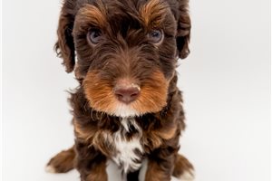 Kristopher - Bernedoodle, Mini for sale