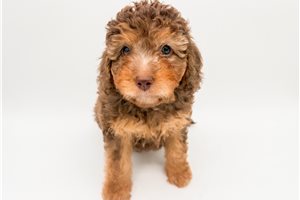 Louisa - Bernedoodle, Mini for sale