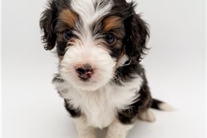 Killian - Bernedoodle, Mini for sale