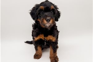Leon - Bernedoodle, Mini for sale