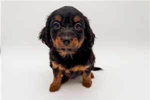 Libby - Bernedoodle, Mini for sale