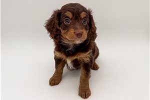 Lacey - Bernedoodle, Mini for sale