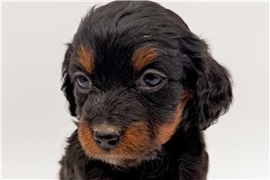 Libby - puppy for sale