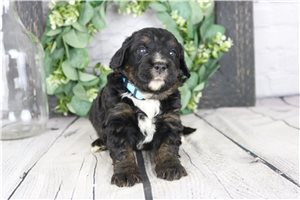 Hank - Bernedoodle, Mini for sale