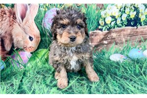 Shawn - Bernedoodle, Mini for sale