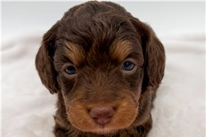 Lacey - Bernedoodle, Mini for sale