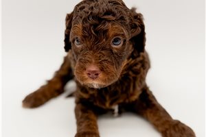 Keegan - Bernedoodle, Mini for sale