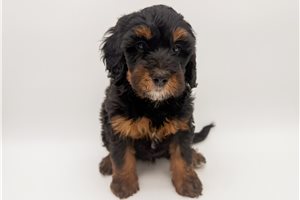 Leon - Bernedoodle, Mini for sale