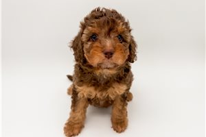 Louisa - Bernedoodle, Mini for sale