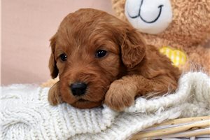 Arella - Goldendoodle for sale
