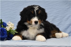 Brooks - puppy for sale