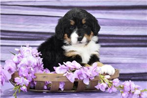 Bella - puppy for sale