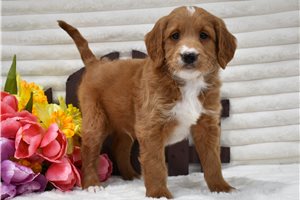 Brayden - puppy for sale
