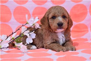 Brynlee - puppy for sale