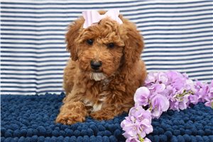 Blanche - puppy for sale