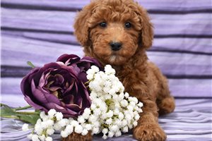 Blakely - Miniature Poodle for sale