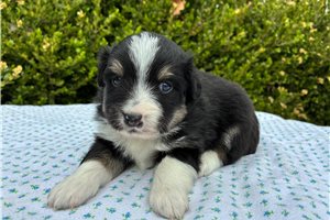 Finley - Miniature Australian Shepherd for sale