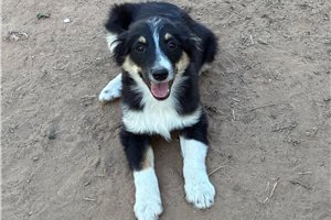 Finley - Miniature Australian Shepherd for sale