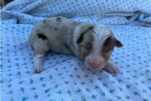 Fabian - puppy for sale