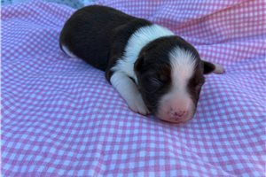 Faith - puppy for sale