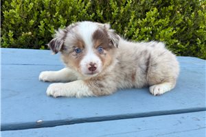 Fabian - Miniature Australian Shepherd for sale