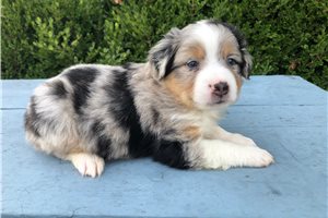 Bertie - puppy for sale