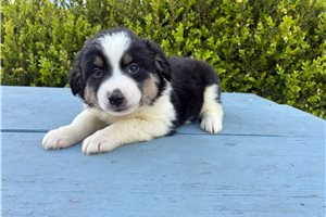 Francesca - Miniature Australian Shepherd for sale