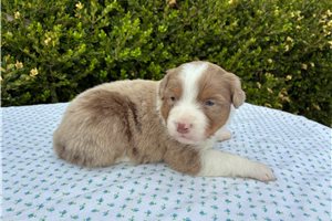 Fernando - Miniature Australian Shepherd for sale