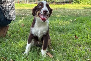 Felix - Miniature Australian Shepherd for sale