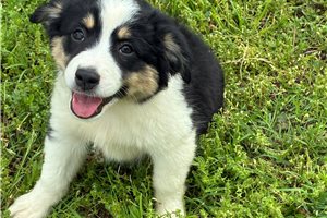 Francesca - Miniature Australian Shepherd for sale