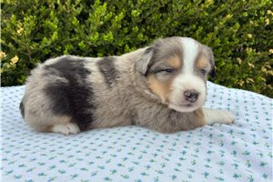 Franklin - Miniature Australian Shepherd for sale