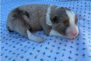 Fernando - puppy for sale
