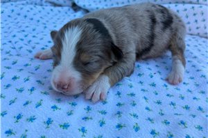 Franklin - Miniature Australian Shepherd for sale