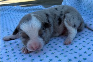 Forrest - puppy for sale