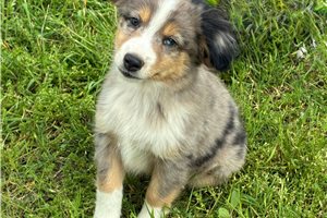 Franklin - Miniature Australian Shepherd for sale