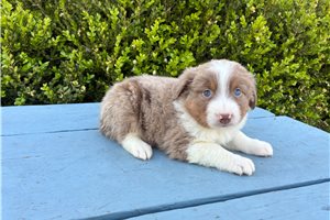 Fernando - Miniature Australian Shepherd for sale
