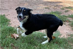 Finley - Miniature Australian Shepherd for sale