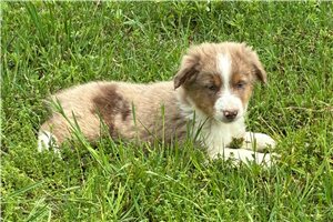 Fernando - Miniature Australian Shepherd for sale
