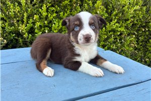 Felix - Miniature Australian Shepherd for sale