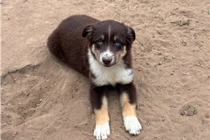 Freya - Miniature Australian Shepherd for sale