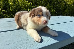 Fatima - Miniature Australian Shepherd for sale