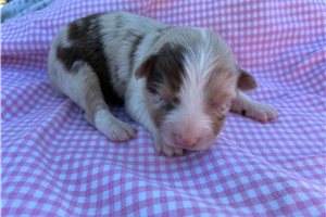 Fatima - puppy for sale