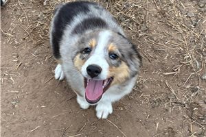 Franklin - Miniature Australian Shepherd for sale