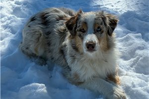 Bernard - Miniature Australian Shepherd for sale