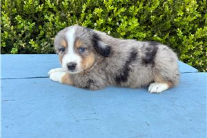 Franklin - Miniature Australian Shepherd for sale