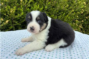 Francesca - Miniature Australian Shepherd for sale