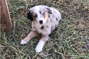 Bindi - puppy for sale
