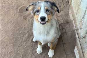 Franklin - Miniature Australian Shepherd for sale