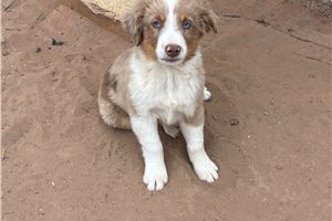 Fernando - Miniature Australian Shepherd for sale