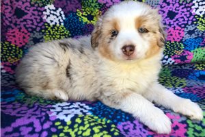 Suki - puppy for sale